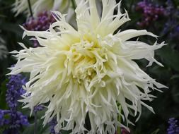 Close-up of the beautiful white dahlia flowers with torn petals