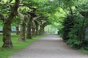 walkway among large green trees in a park