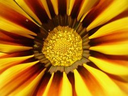 yellow-orange sun flower macro