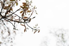 tautumn tree branch sky view