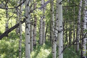 birch grove on a sunny day