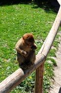 monkey on a wooden railing on a sunny day