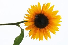 yellow sunflower on a white background