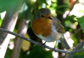 songbird sits on a thin branch