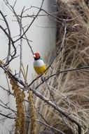 canary colorful bird