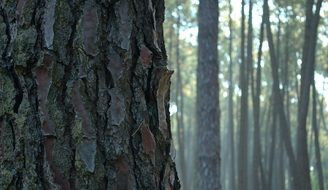 tree trunks in misty wood