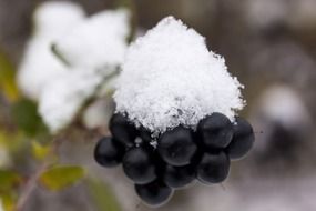 white snow on the black berries in New Zealand