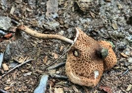 poisonous green mushroom among dry foliage