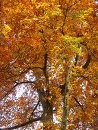 golden beech at autumn