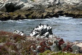 distant view of cormorants on a large stone on the Pacific coast
