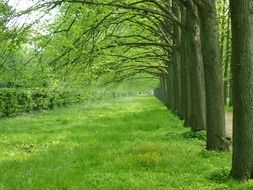 green avenue in spring