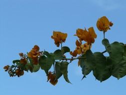 branch of yellow bougainvillea against the blue sky