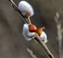 pussy willow blossom macro