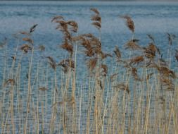 dry reed in front of water, phragmites australis