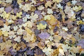 fallen maple foliage on ground