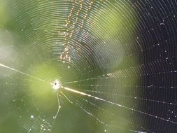 white web on green background