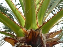 prickly leaves of green plant