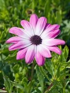 bright purple flower on a green field