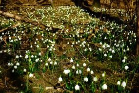 wood white snowdrops
