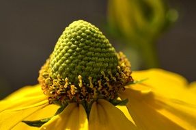 green heart of yellow flower