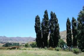 extraordinarily beautiful lombardi poplar