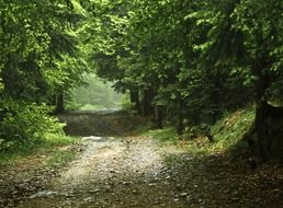 Green road in the beautiful forest