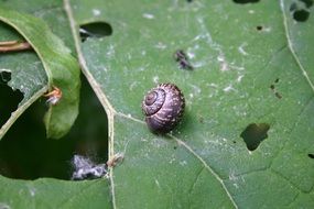 dark brown snail on a green leaf