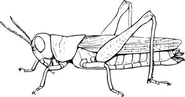 grasshopper drawing