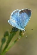 filigreed blue butterfly