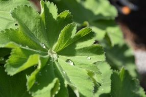 raindrops on sunny green leaf