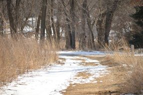 Beautiful path in snow among the bared trees in winter