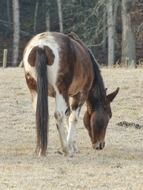 grazing quarter horse