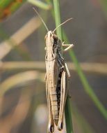 grasshopper on a green blade of grass close up