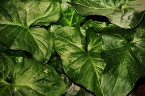 green leaves of arum, top view