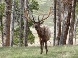 deer with big horns on a forest path