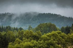 the fog in the rain forest