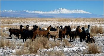 landsape of the lamas in chile