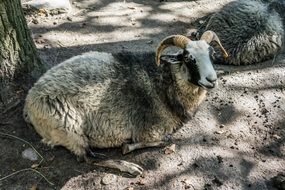 goats rest in the paddock on the farm