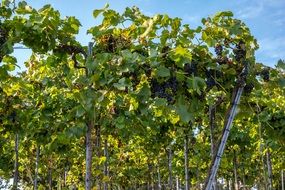 winegrowing garden