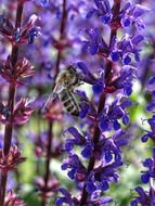 honey bee on lavender