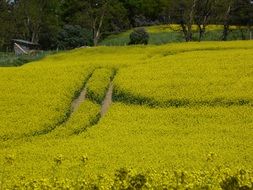 Beautiful field of rapeseeds