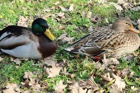resting couple of wild ducks