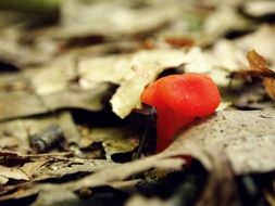 orange mushrooms on autumn foliage