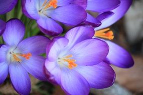 crocus flowers in spring