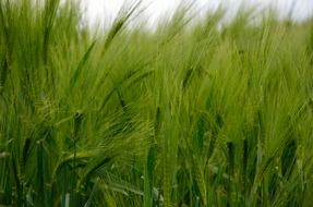 green barley field view