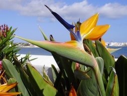 tropical flower on Fuerteventura