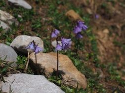 cute violet alpine soldanella on stones