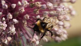 bumblebee on a pink flower close up