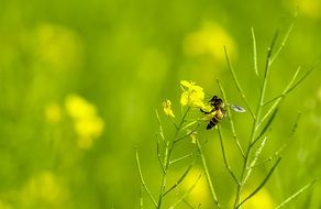 Close-up of the black and yellow bee on beautiful yellow flowers