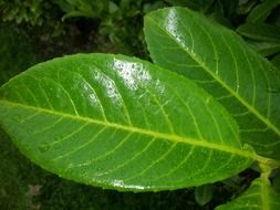green shiny leaf in raindrops